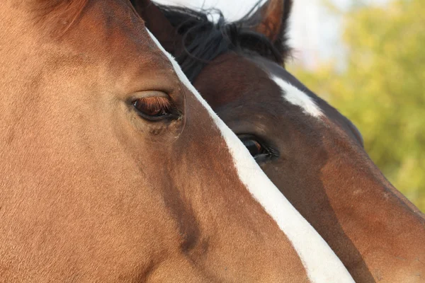 Paarden portret — Stockfoto