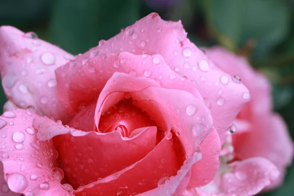 Rose And Drops — Stock Photo, Image