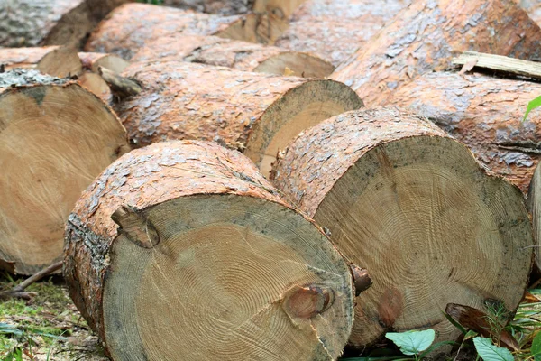 Log Pile — Stock Photo, Image