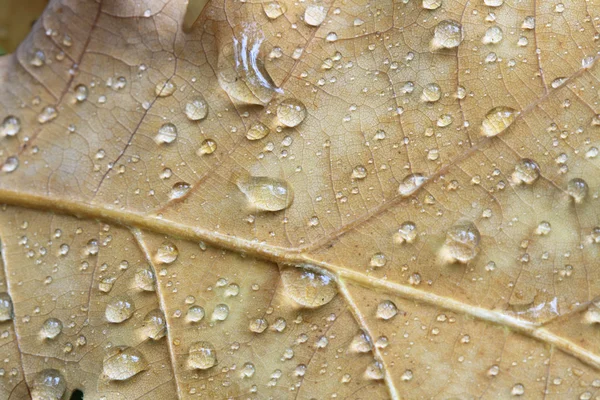 Stock image Drops On Oak Leaf