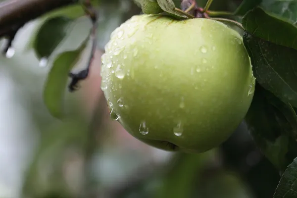 Apple On Tree — Stock Photo, Image