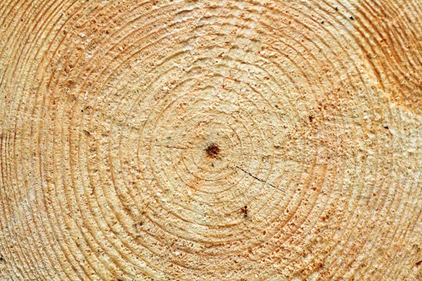 Кільця дерев — стокове фото