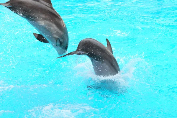 Delfini che saltano — Foto Stock
