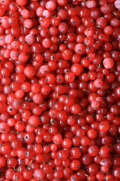 Rote Johannisbeere texturiert — Stockfoto