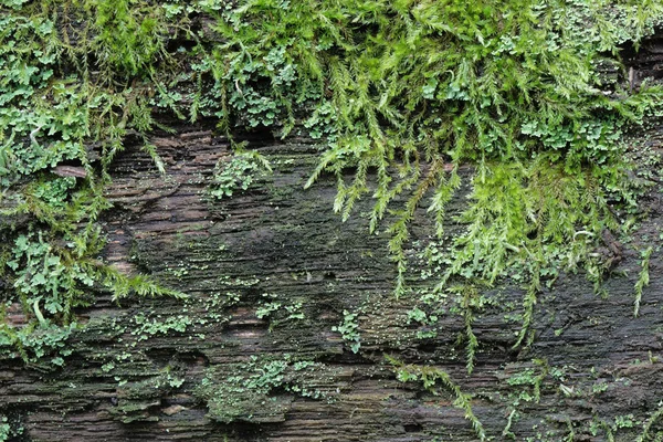 Moss texturerat — Stockfoto