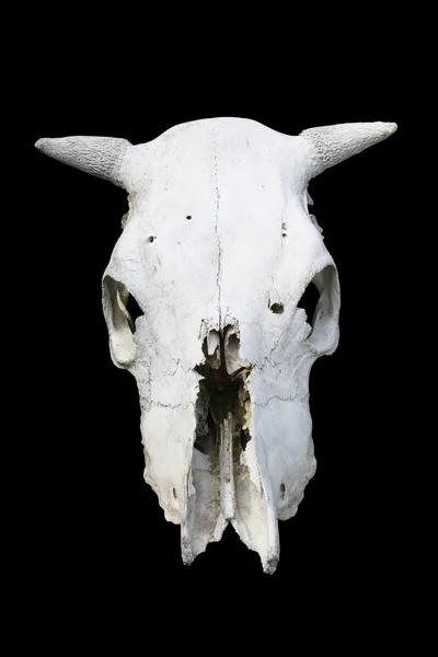 Crâne de vache — Photo