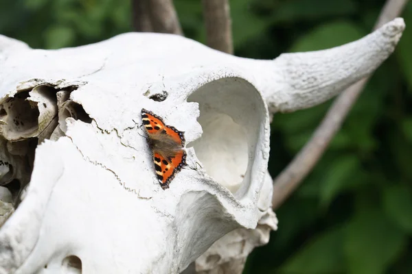 Schmetterling auf Totenkopf — Stockfoto