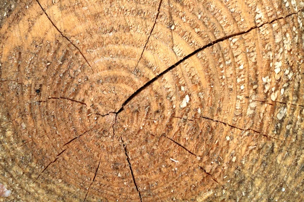 Кільця дерев — стокове фото