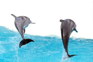 Jumping Dolphins clipart
