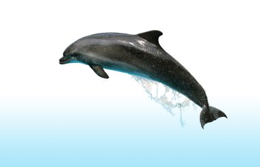 Jumping Dolphin clipart