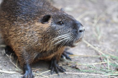 Nutria clipart