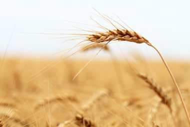 Wheat Field clipart