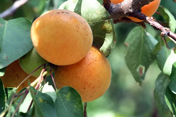 Apricots On Tree — Stock Photo, Image