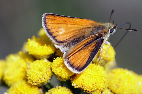 Schmetterling auf der Blume — Stockfoto