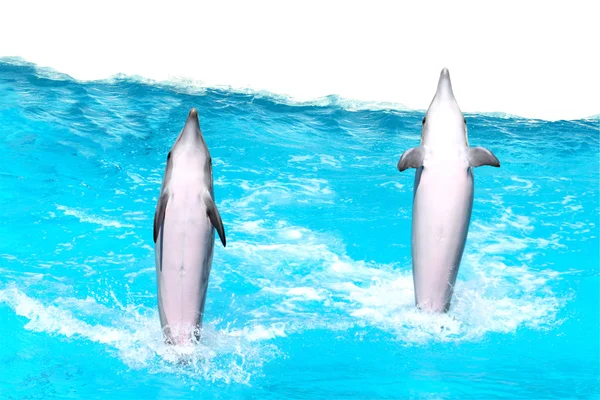 Delfinek ugrás — Stock Fotó