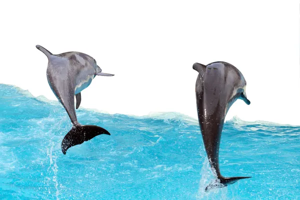 Hoppande delfiner — Stockfoto