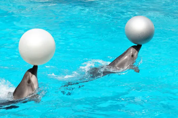 Delfiner med bollar — Stockfoto