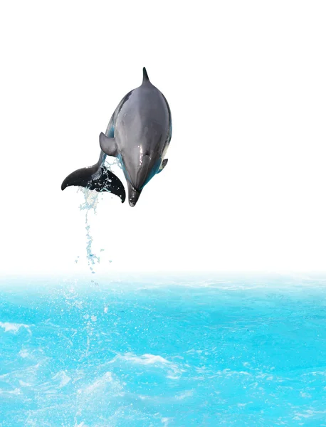 Přejít na delfín — Stock fotografie