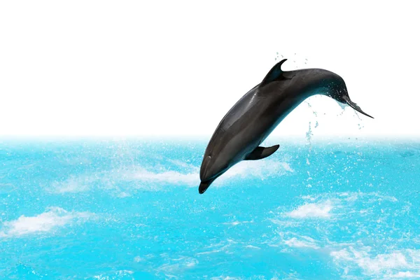 Springen dolfijn — Stockfoto