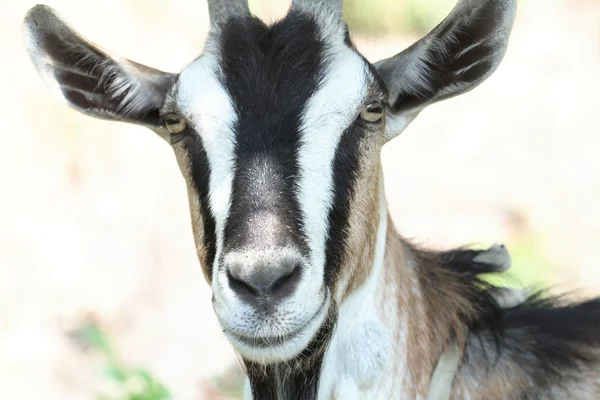 She-goat — Stock Photo, Image