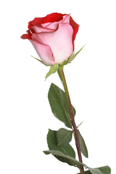 Rose On White — Stock Photo, Image