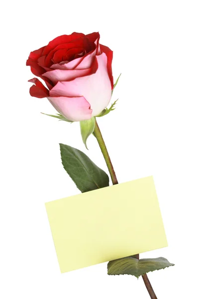 Pozdravy růže — Stock fotografie
