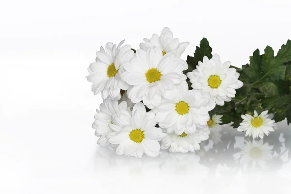 Bouquet Daisy Occhio di bue — Foto Stock