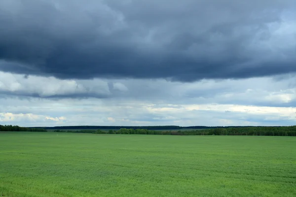 Green Field — Stock Photo, Image