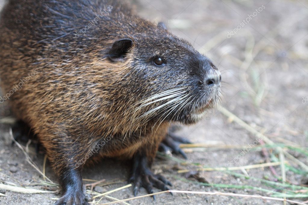 Nutria Stock Photo by ©kvkirillov 1091017