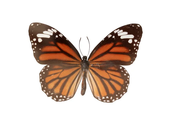 stock image Butterfly