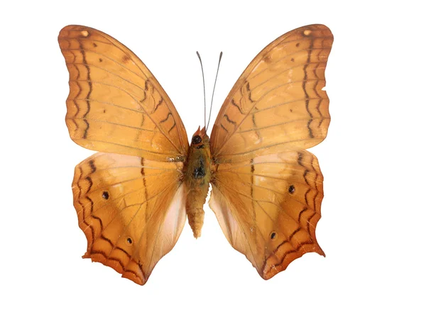 stock image Butterfly