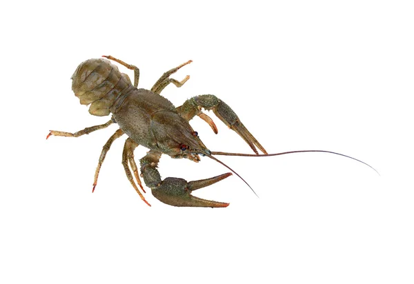 River crayfish — Stock Photo, Image