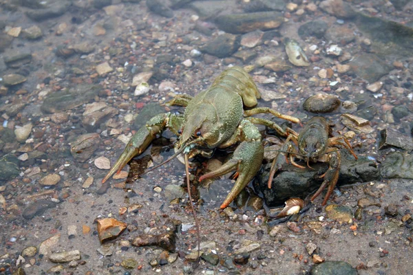 河小龙虾 — 图库照片