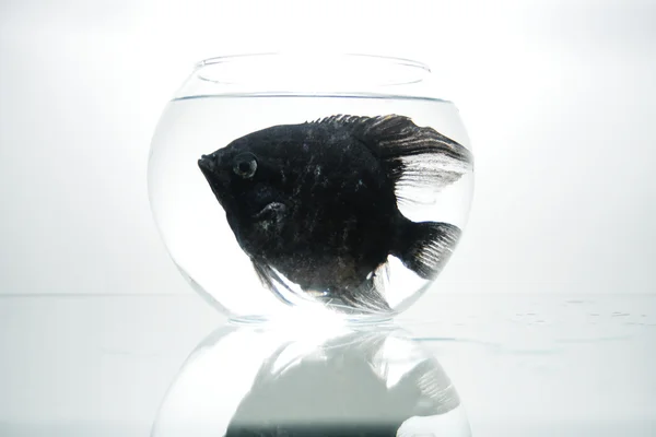 黒い魚 — ストック写真