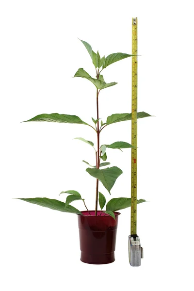Pflanze und Lineal — Stockfoto