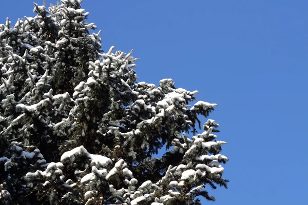 冬天的杉树 — 图库照片
