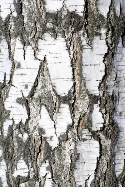 桦木纹理 — 图库照片