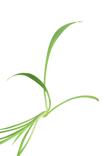 Длинные зелёные листья — стоковое фото