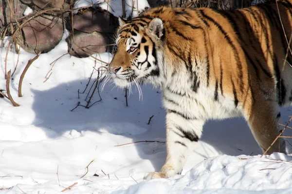 Сибирский тигр зимой — стоковое фото