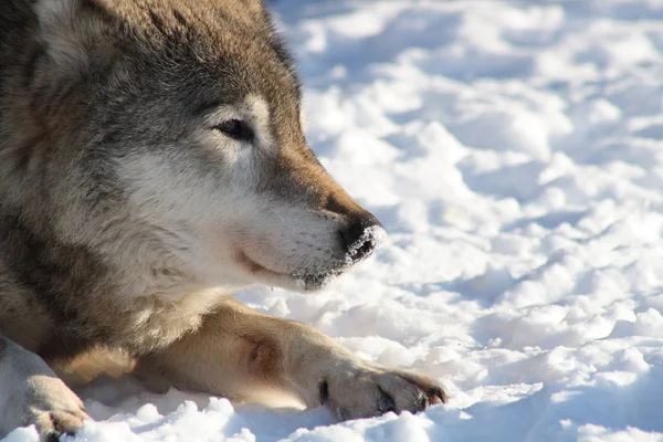 Wolf On The Snow — Stock Photo, Image