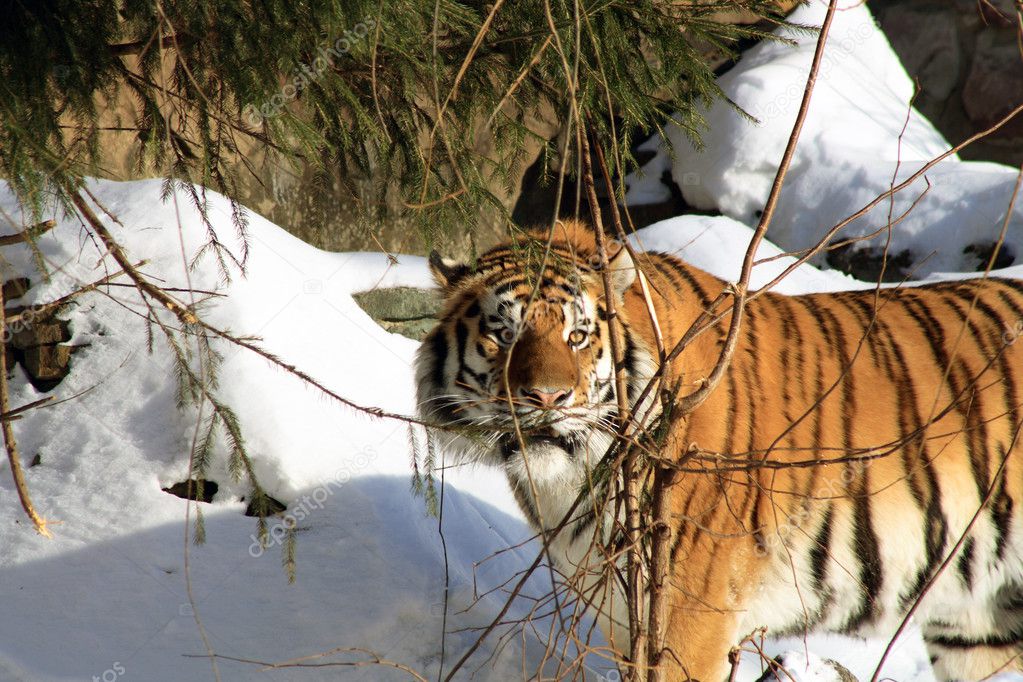 Siberian Tiger In Winter Forest