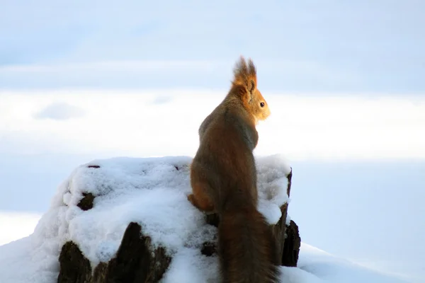 stock image Squirrel In Winter