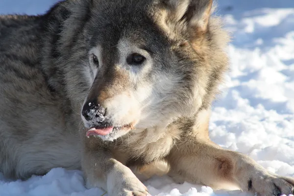 Wolf winter portret — Stockfoto