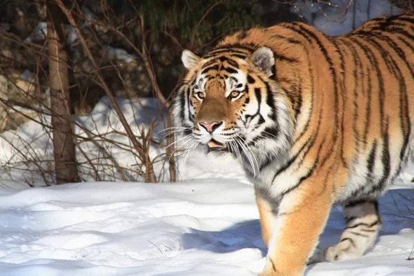Siberian Tiger In Winter Forest — Stock Photo, Image