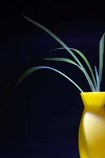 現代の花瓶 — ストック写真