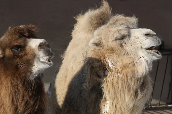 Два верблюда — стоковое фото