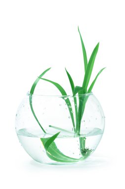 Home Plant In Bowl clipart