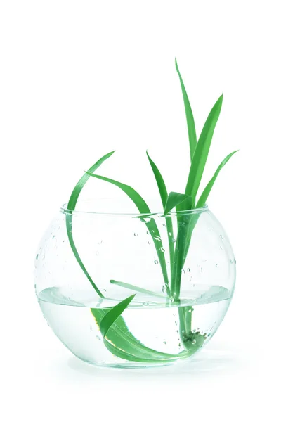 Home Plant In Bowl — Stock Photo, Image