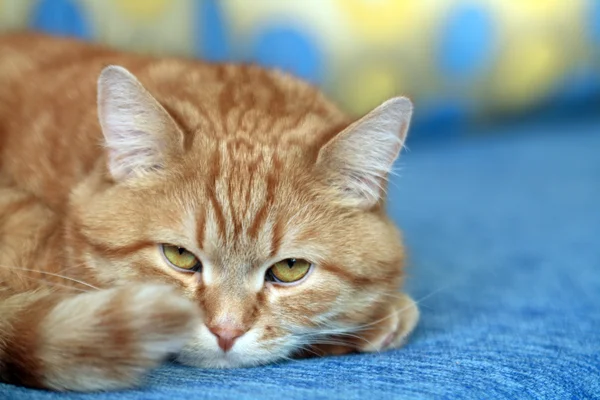 Retrato de Ginger Cat — Fotografia de Stock