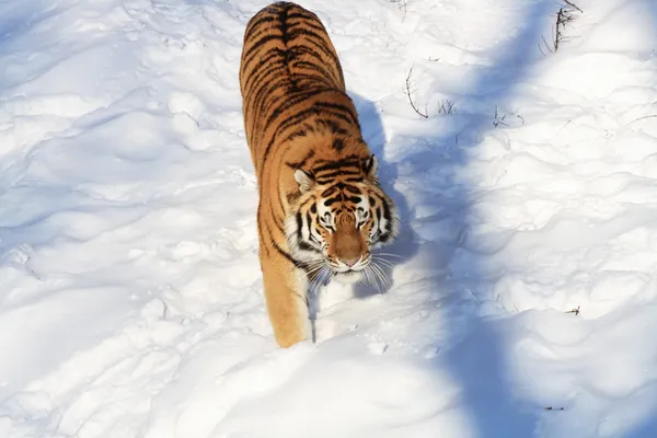 Siberische tijger op sneeuwveld — Stockfoto